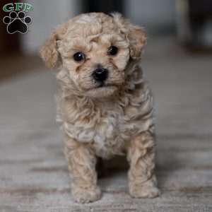 Beau, Bich-Poo Puppy